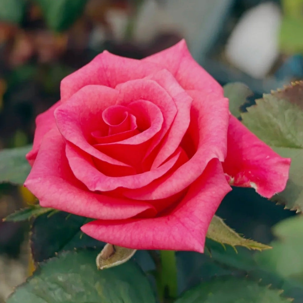 Pink Tacazzi Rose
