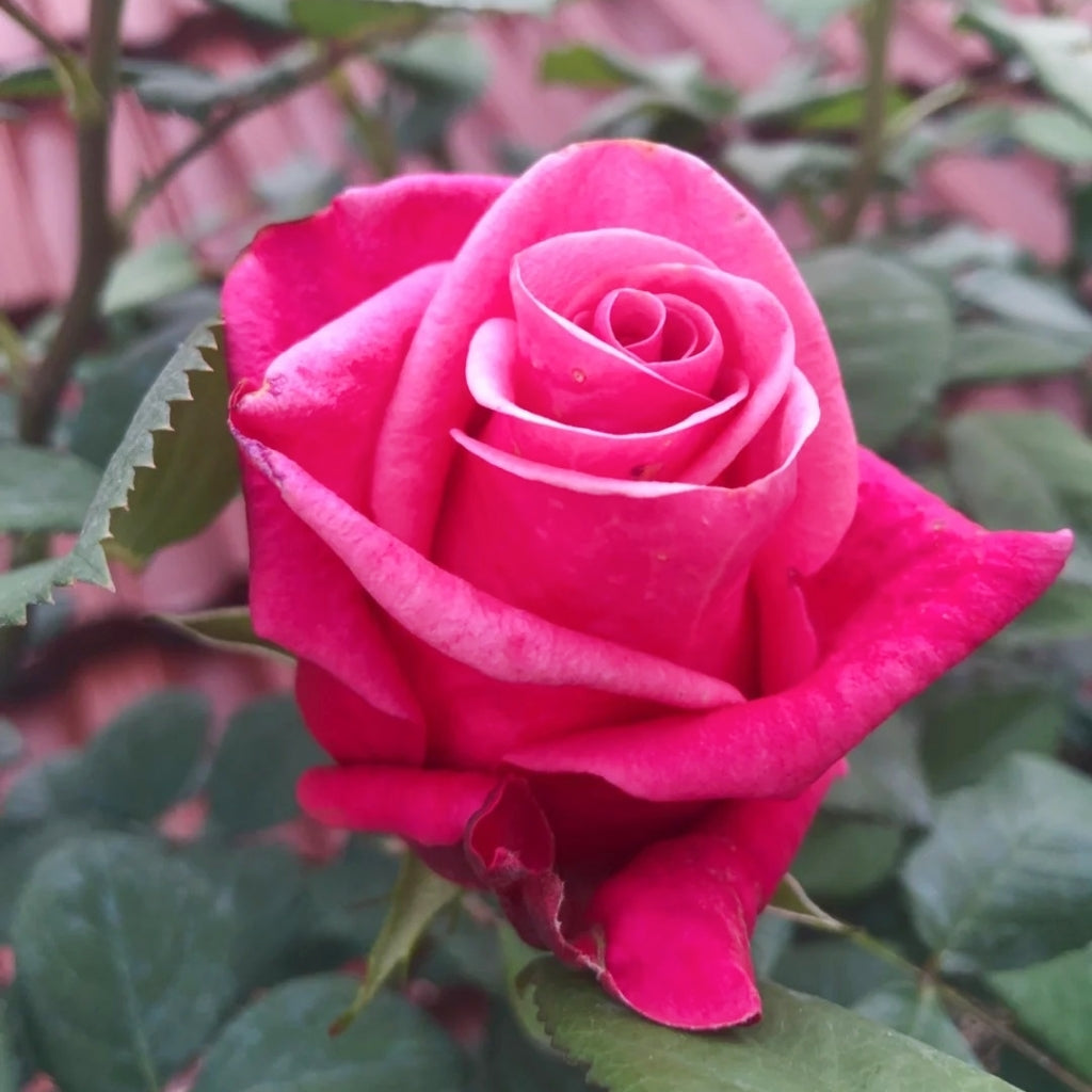 Pink Tacazzi Rose