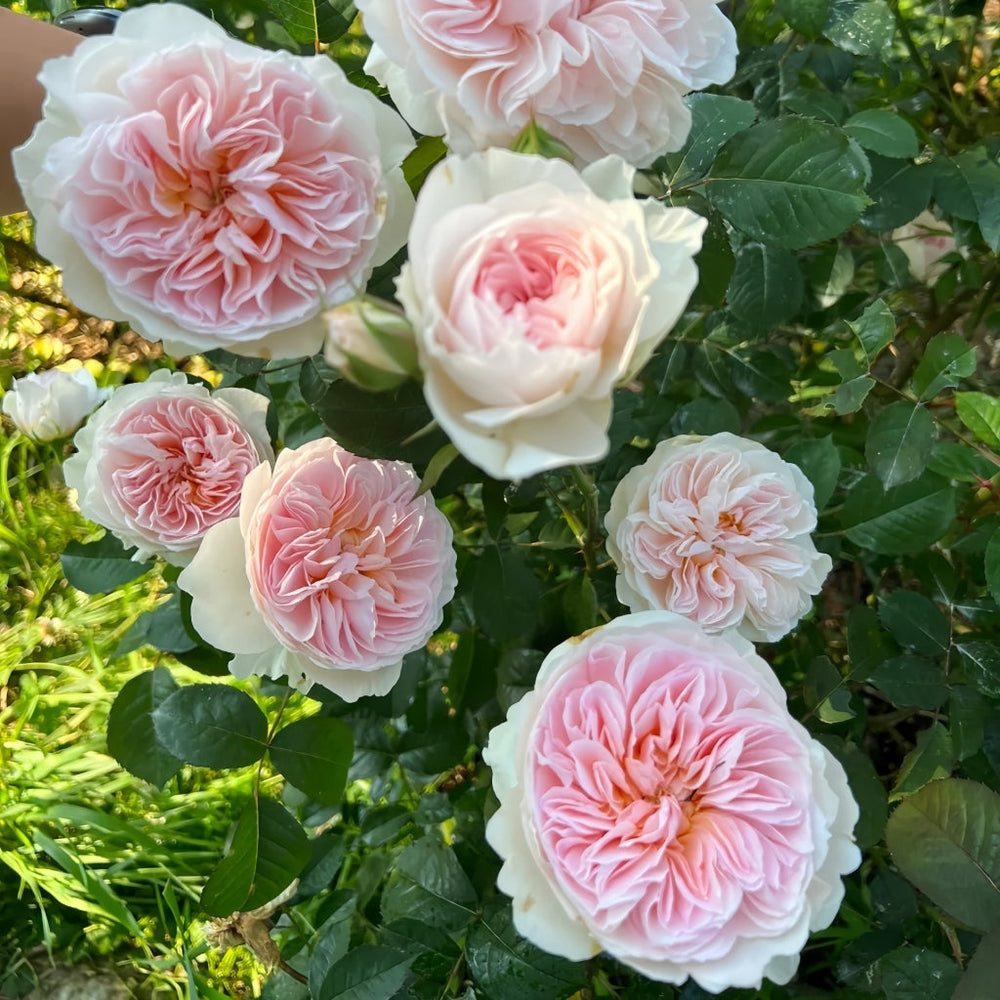 Pink Tranquility Rose