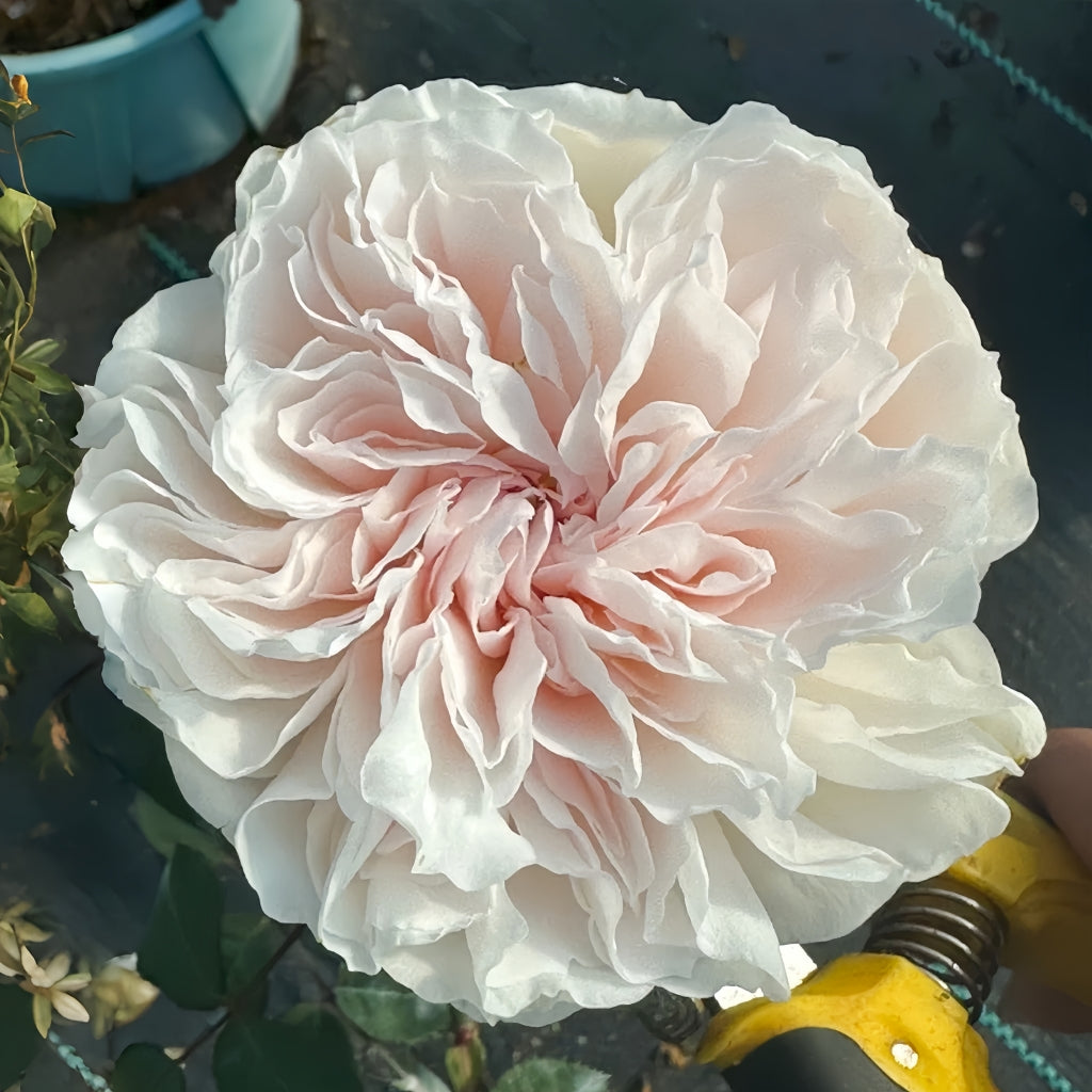 Pink Tranquility Rose
