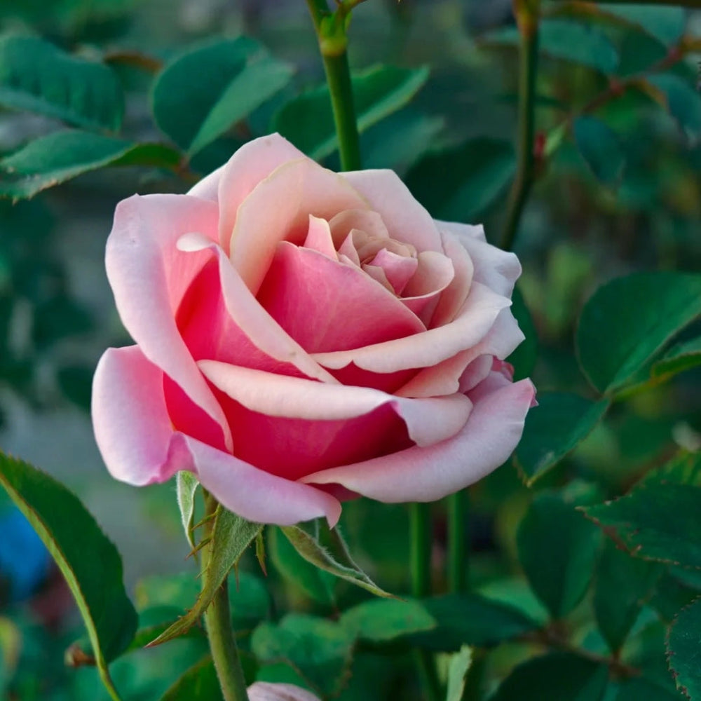 Pink Wave Rose