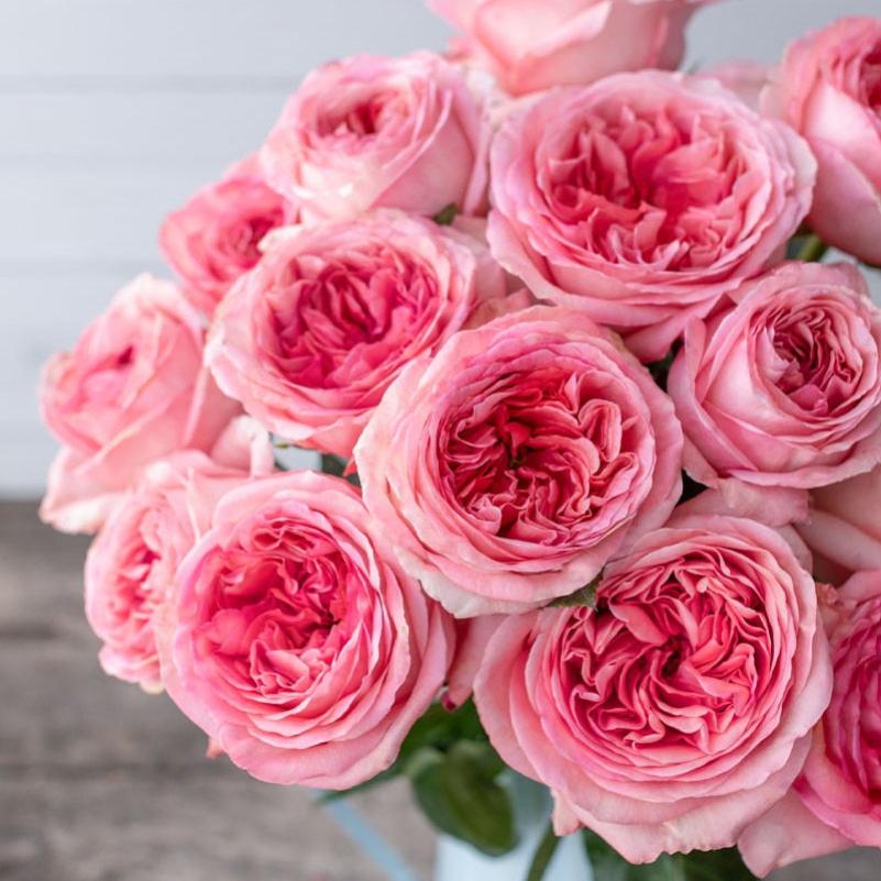 Pink X-pression Rose