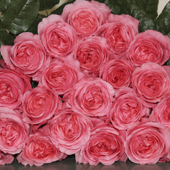 Pink X-pression Rose