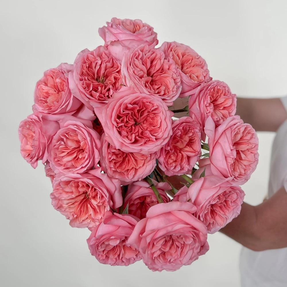 Pink X-pression Rose