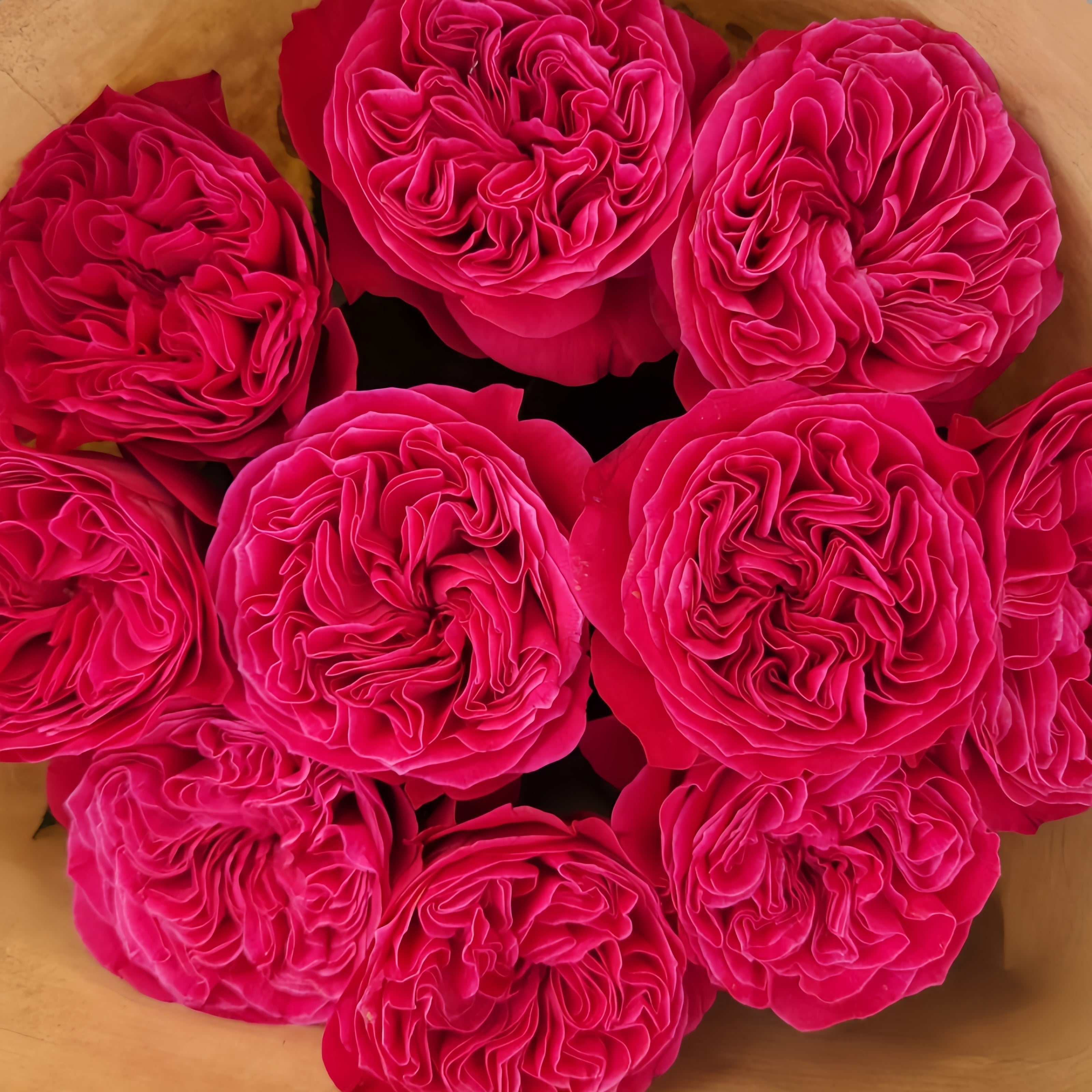 Pink'N Pretty Rose