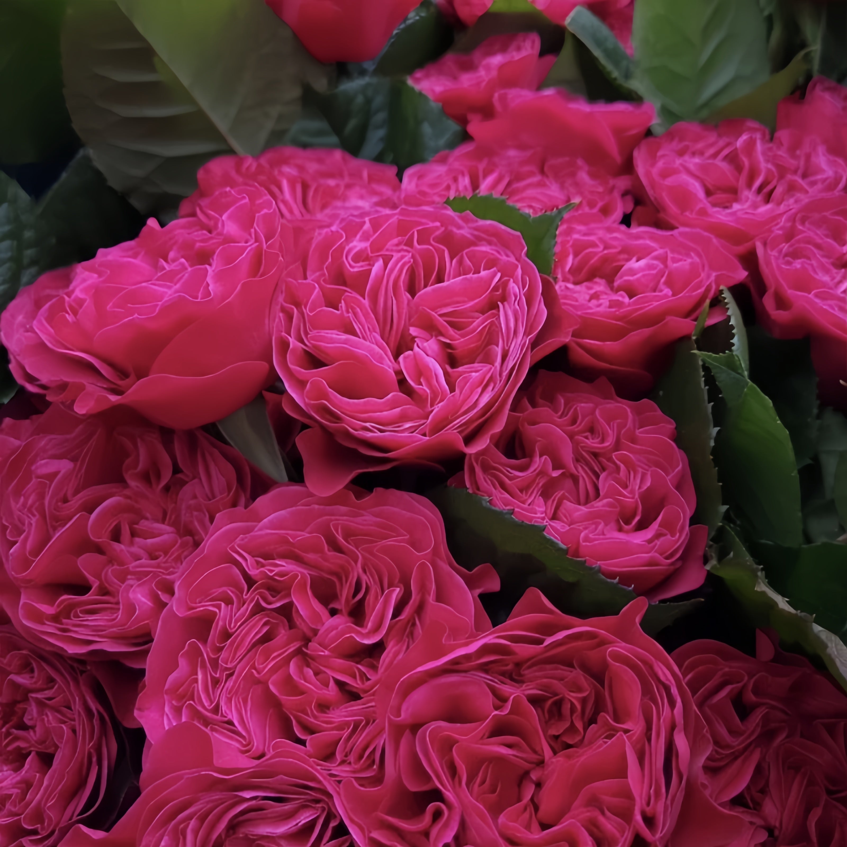 Pink'N Pretty Rose
