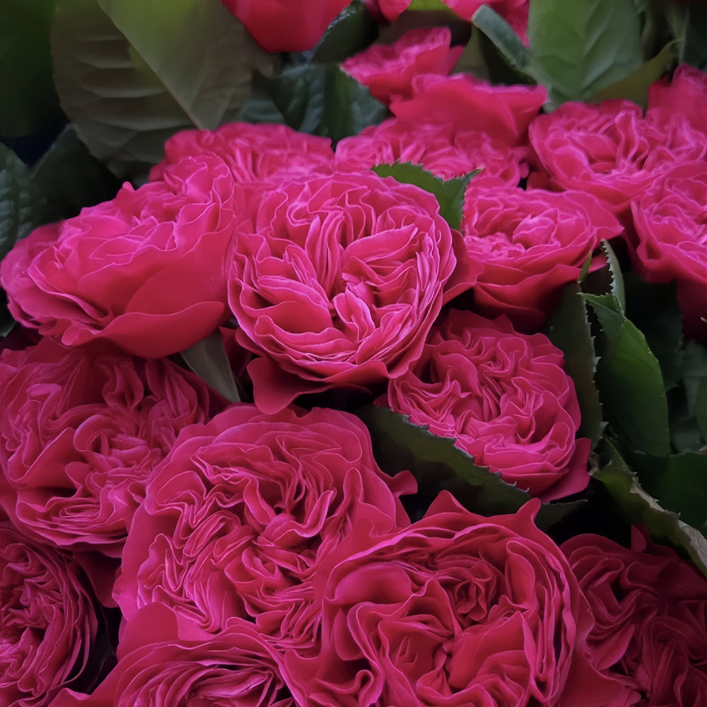 Pink'N Pretty Rose