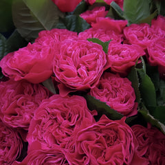 Pink'N Pretty Rose