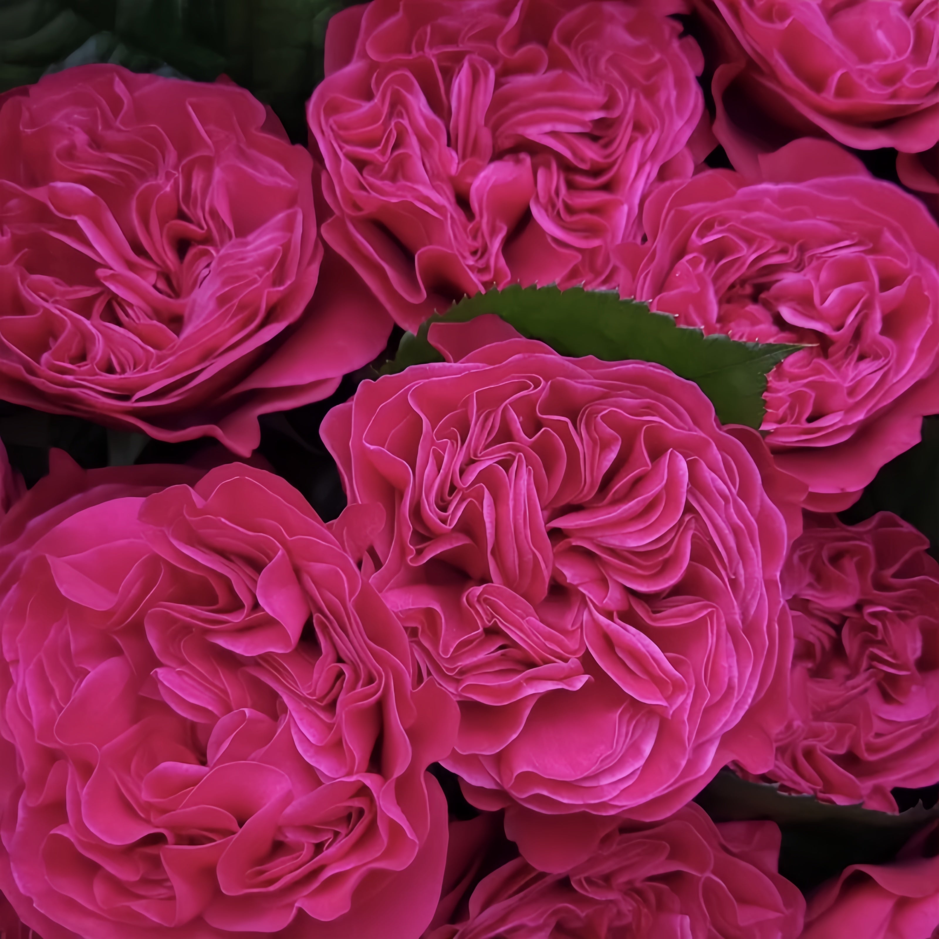 Pink'N Pretty Rose