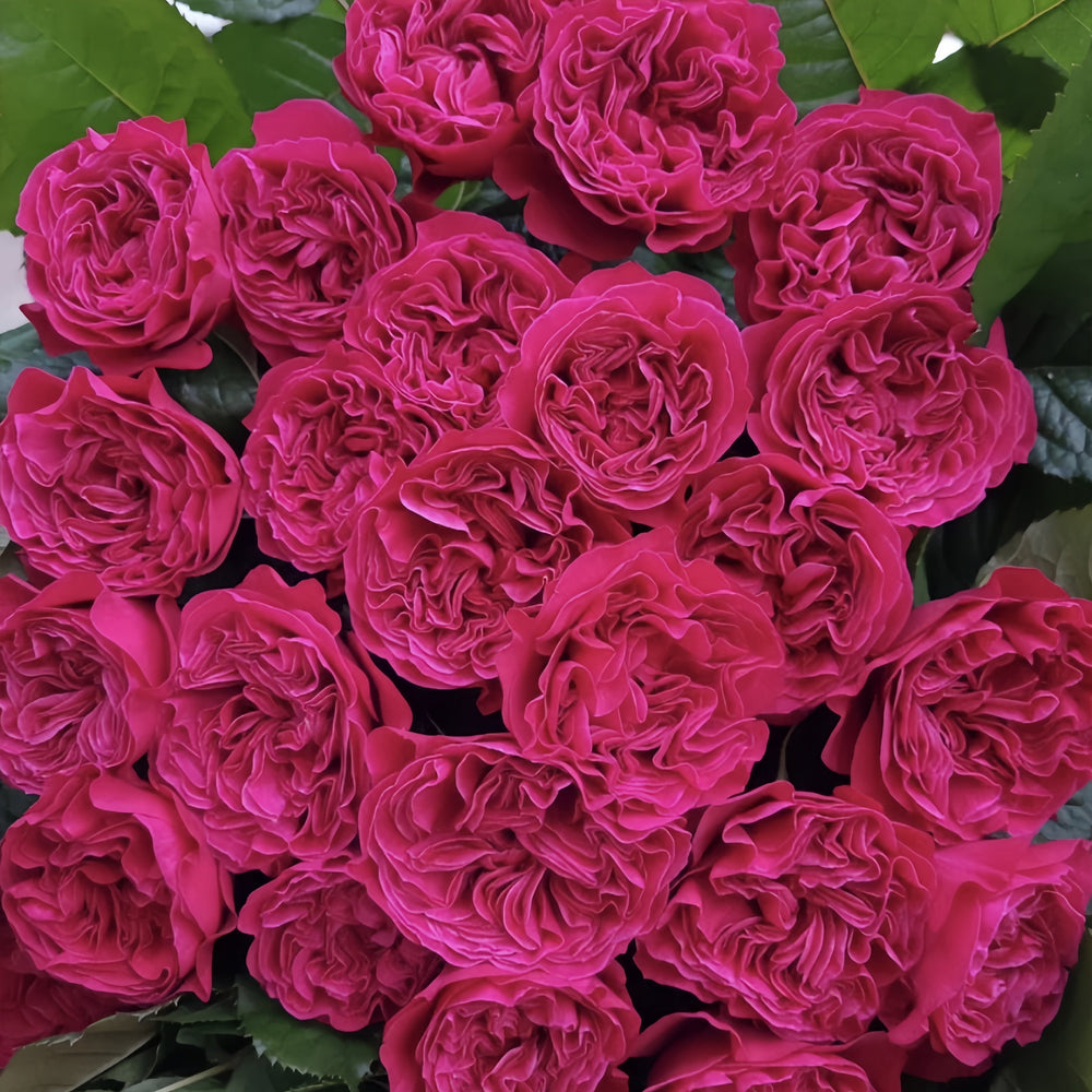 Pink'N Pretty Rose