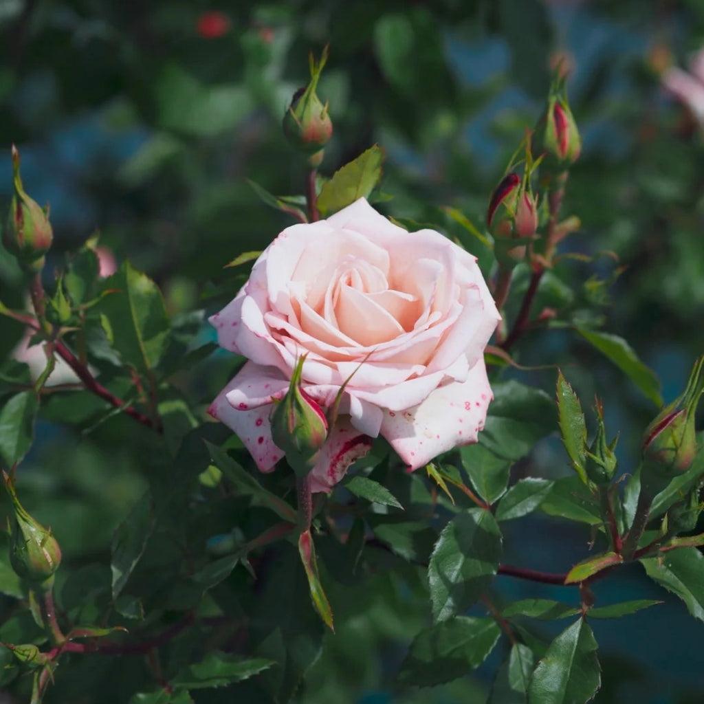 Pinkerbelle Rose