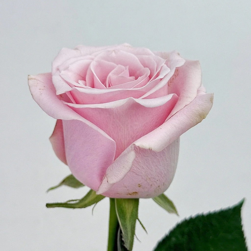 Pinky Promise Rose