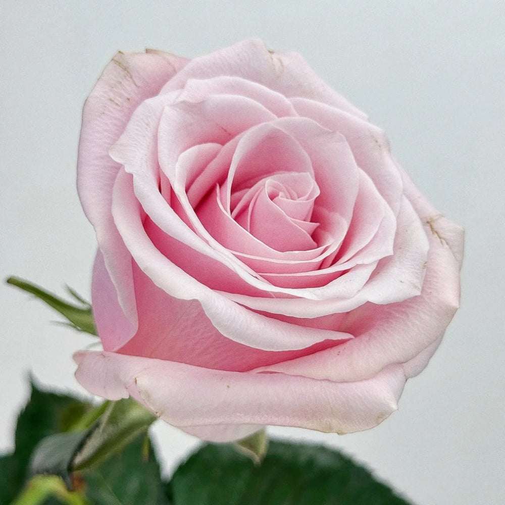 Pinky Promise Rose