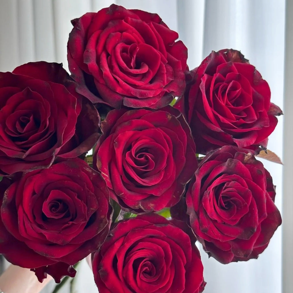 Pinot Noir Rose
