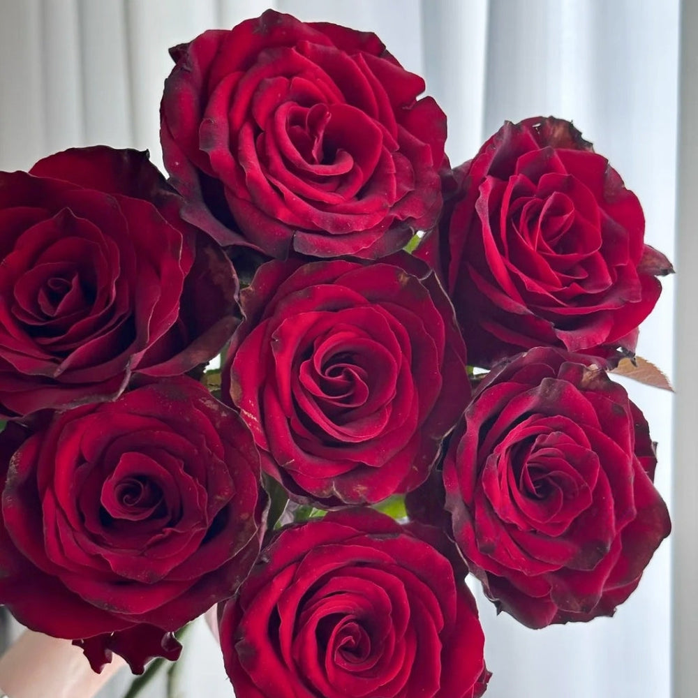 Pinot Noir Rose