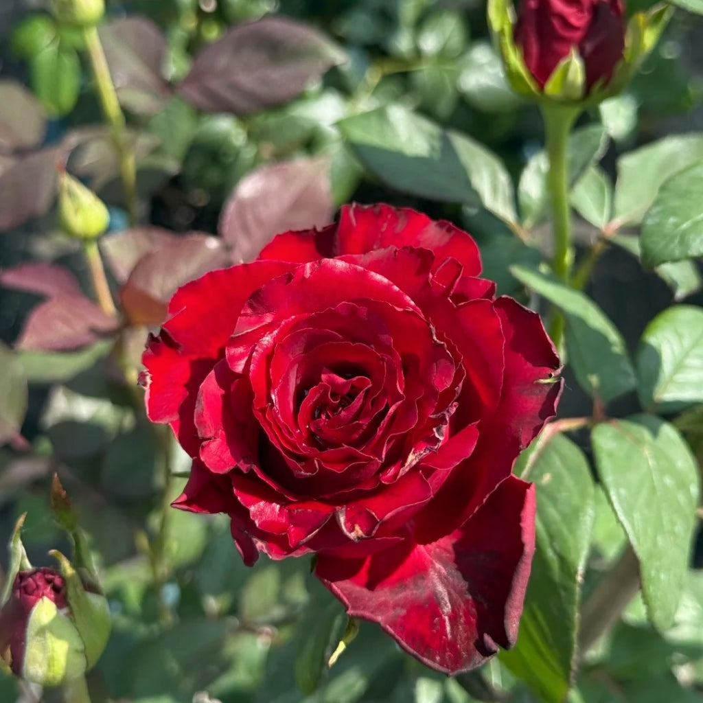 Pinot Noir Rose
