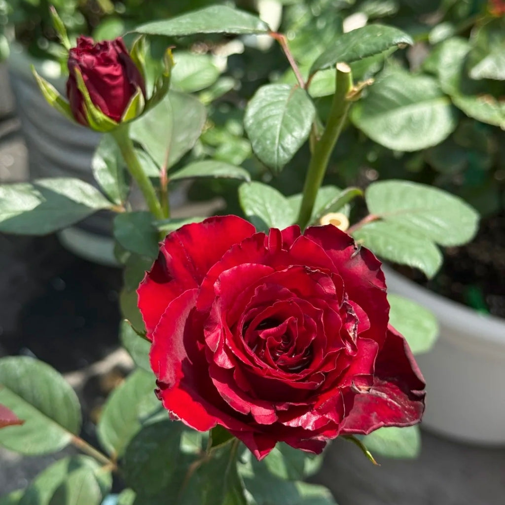 Pinot Noir Rose