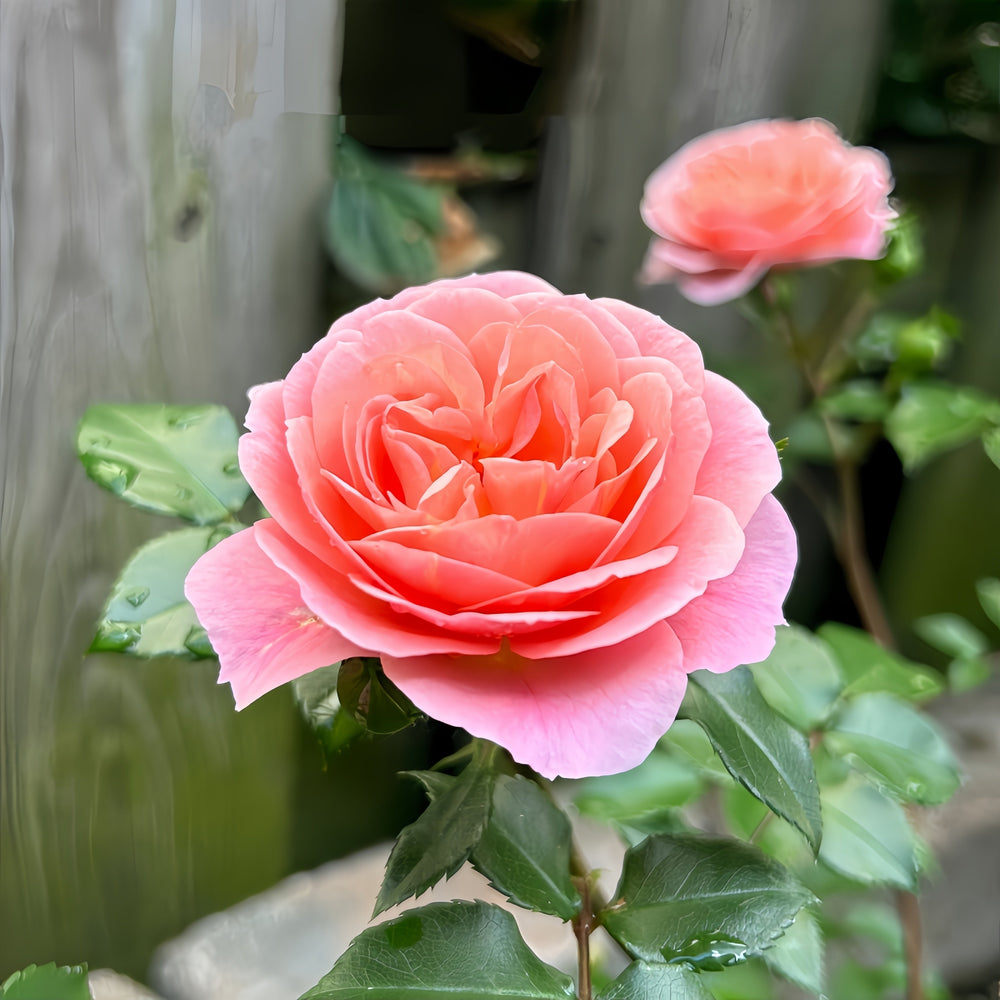 Pirouette Rose