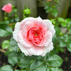 Pirouette Rose
