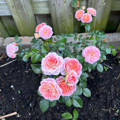 Pirouette Rose