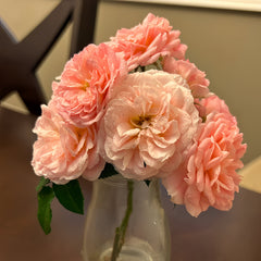Pirouette Rose