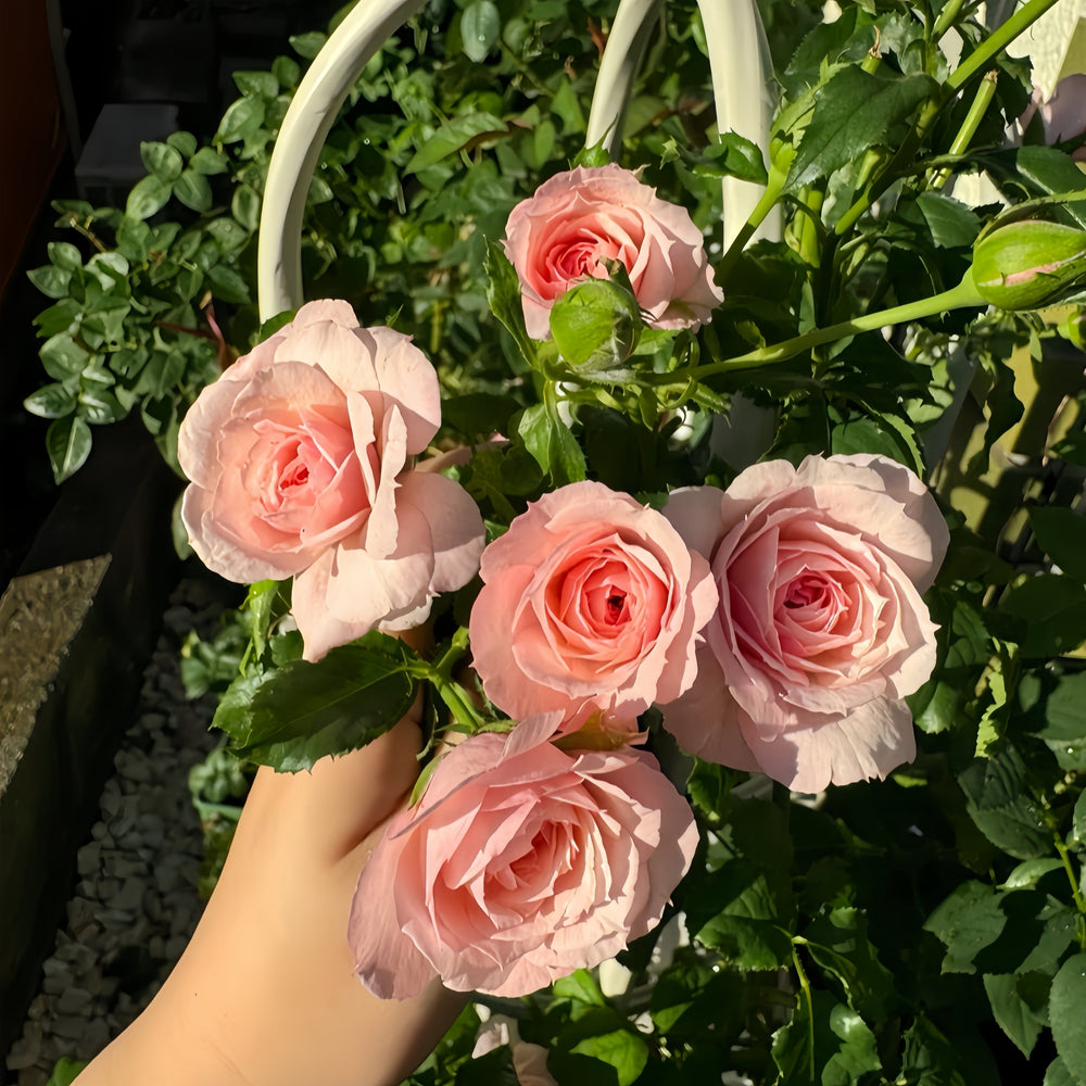 Pirouette Rose