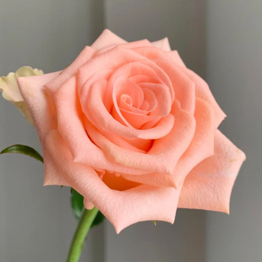 Plato Rose