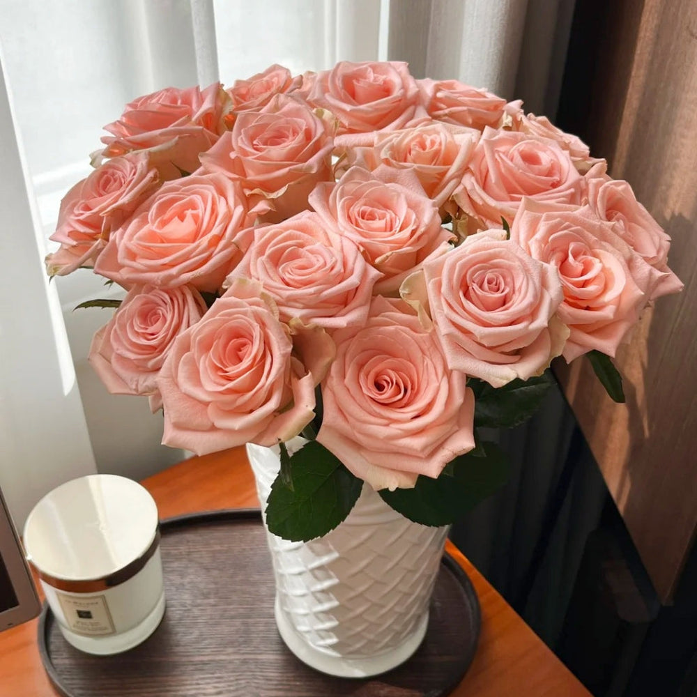 Plato Rose