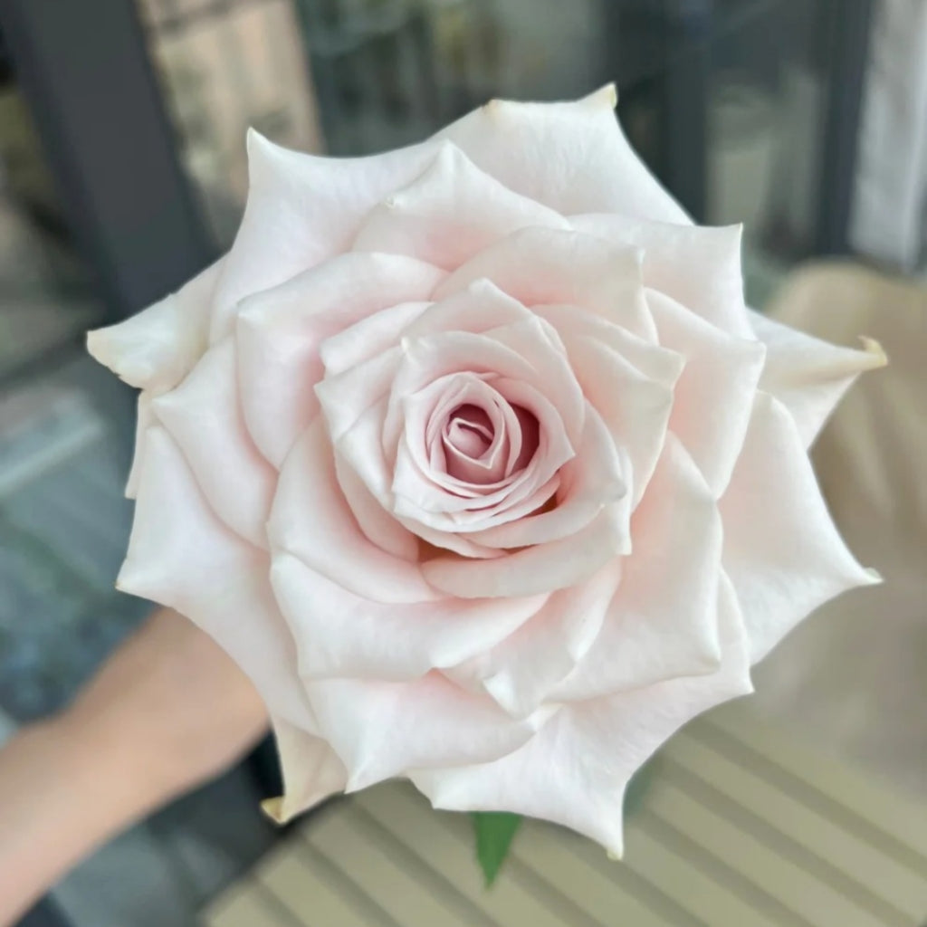 Pomelo Rose