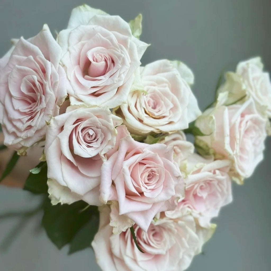 Pomelo Rose