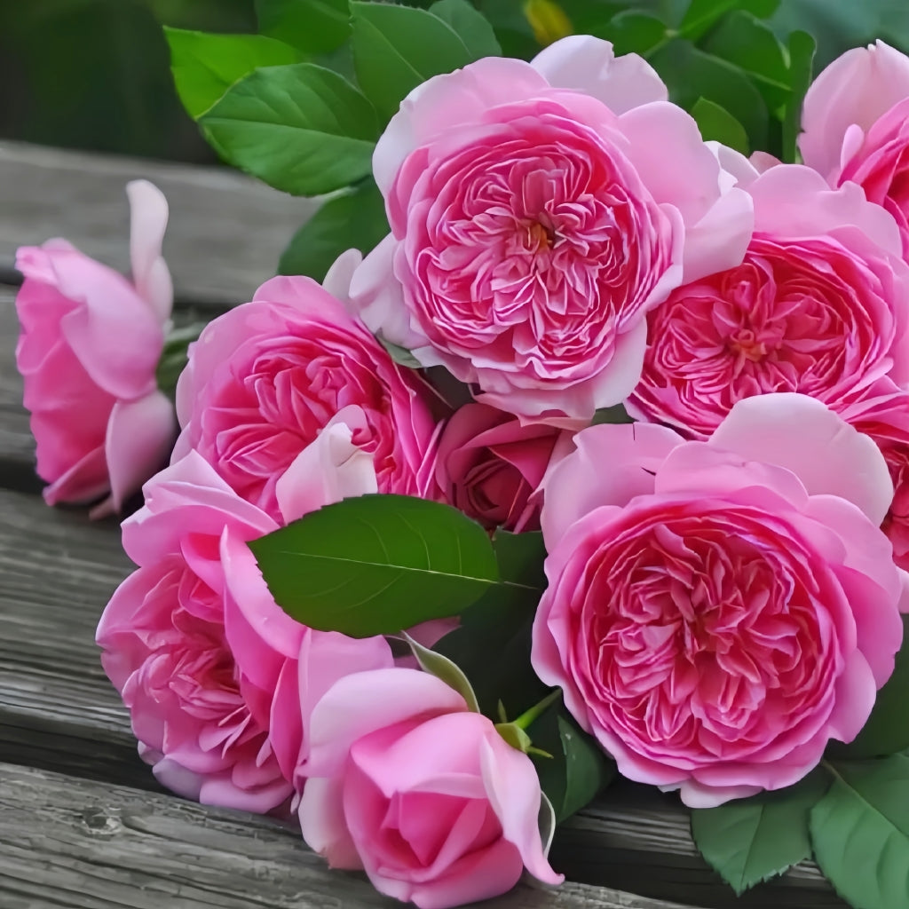 Pompadour Rose
