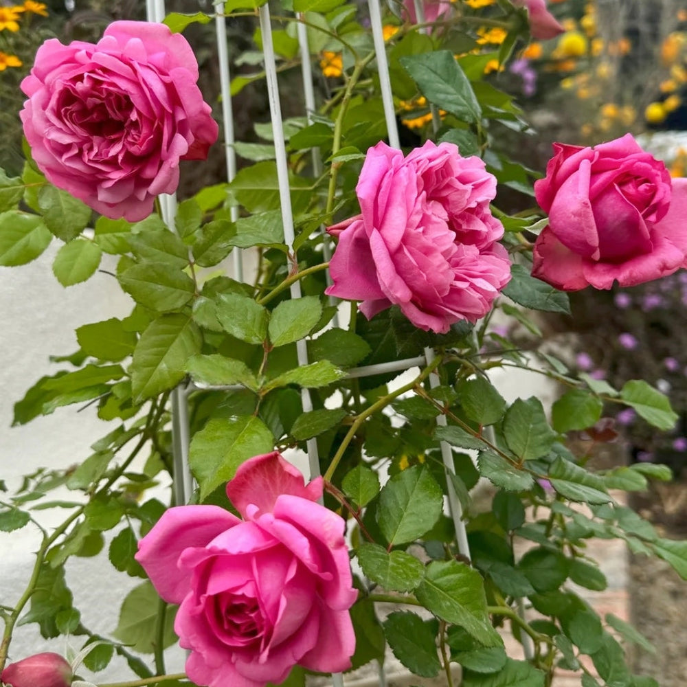 Pompadour Rose