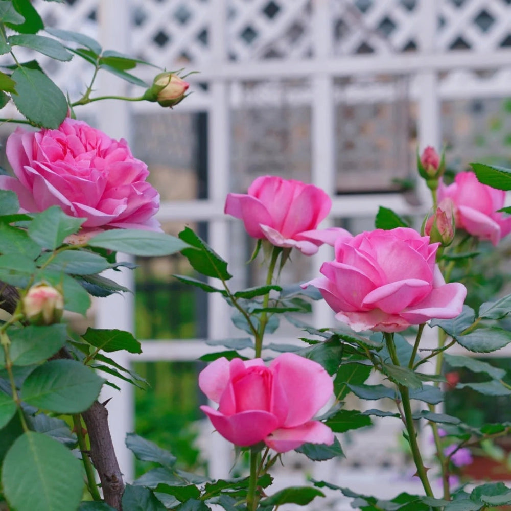 Pompadour Rose