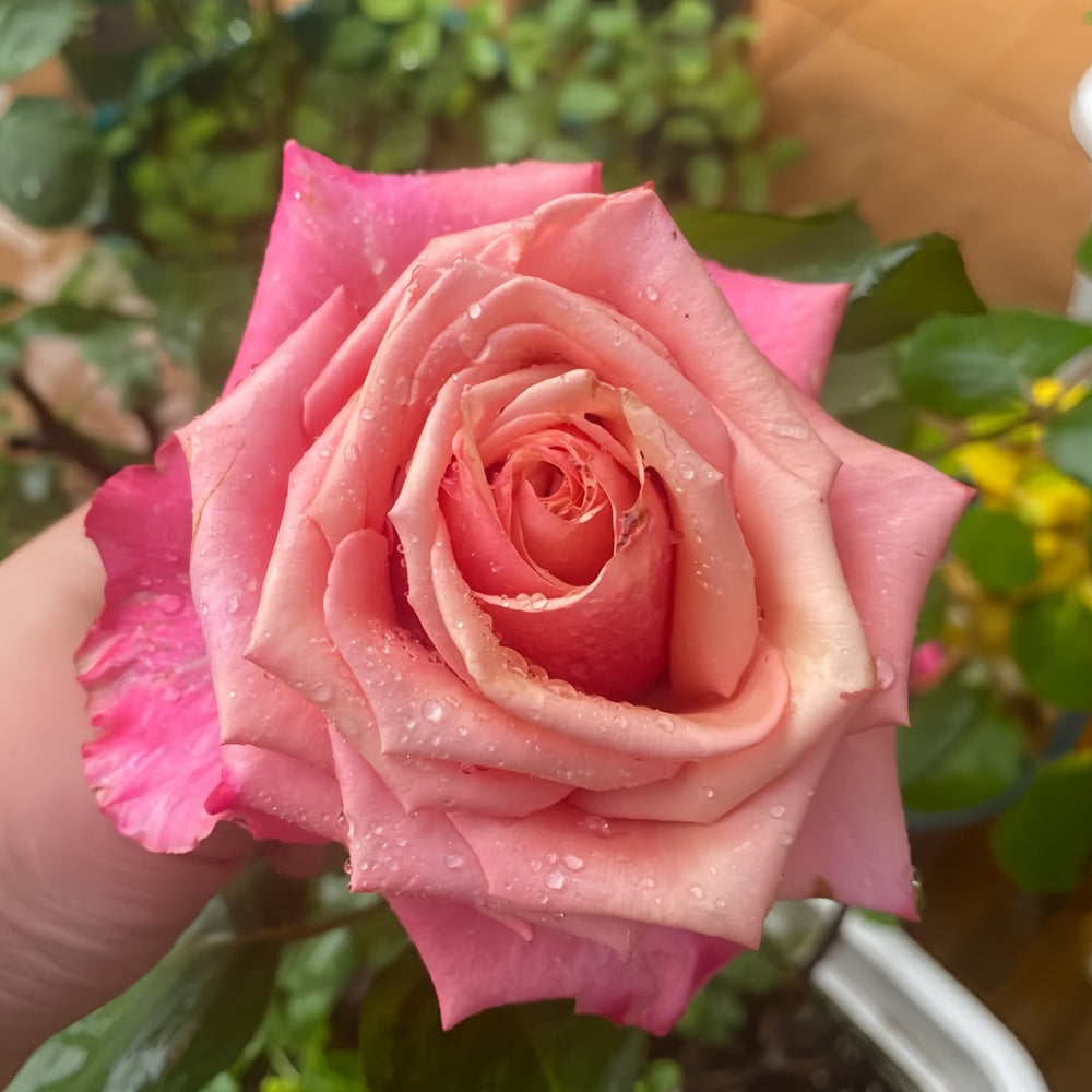 Pompidou Rose