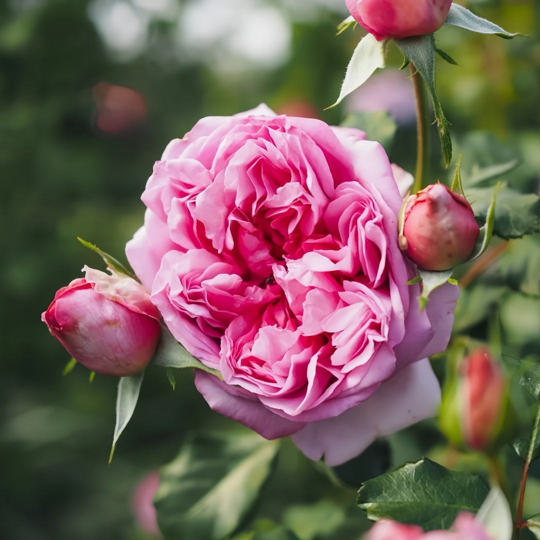 Pompidou Rose