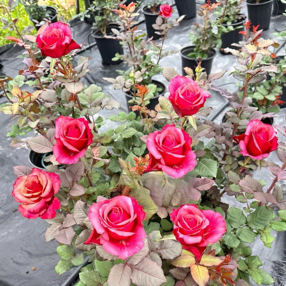 Pompidou Rose