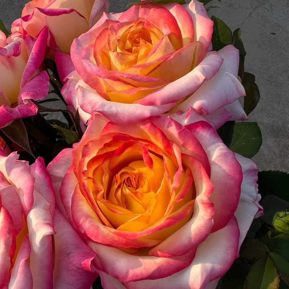 Pop Star Rose