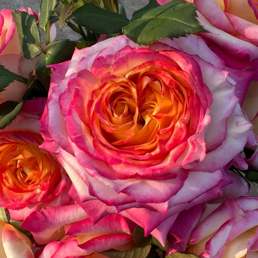 Pop Star Rose