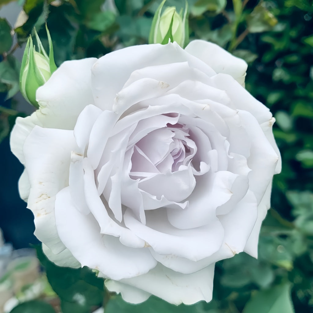 Porte Bleue Rose