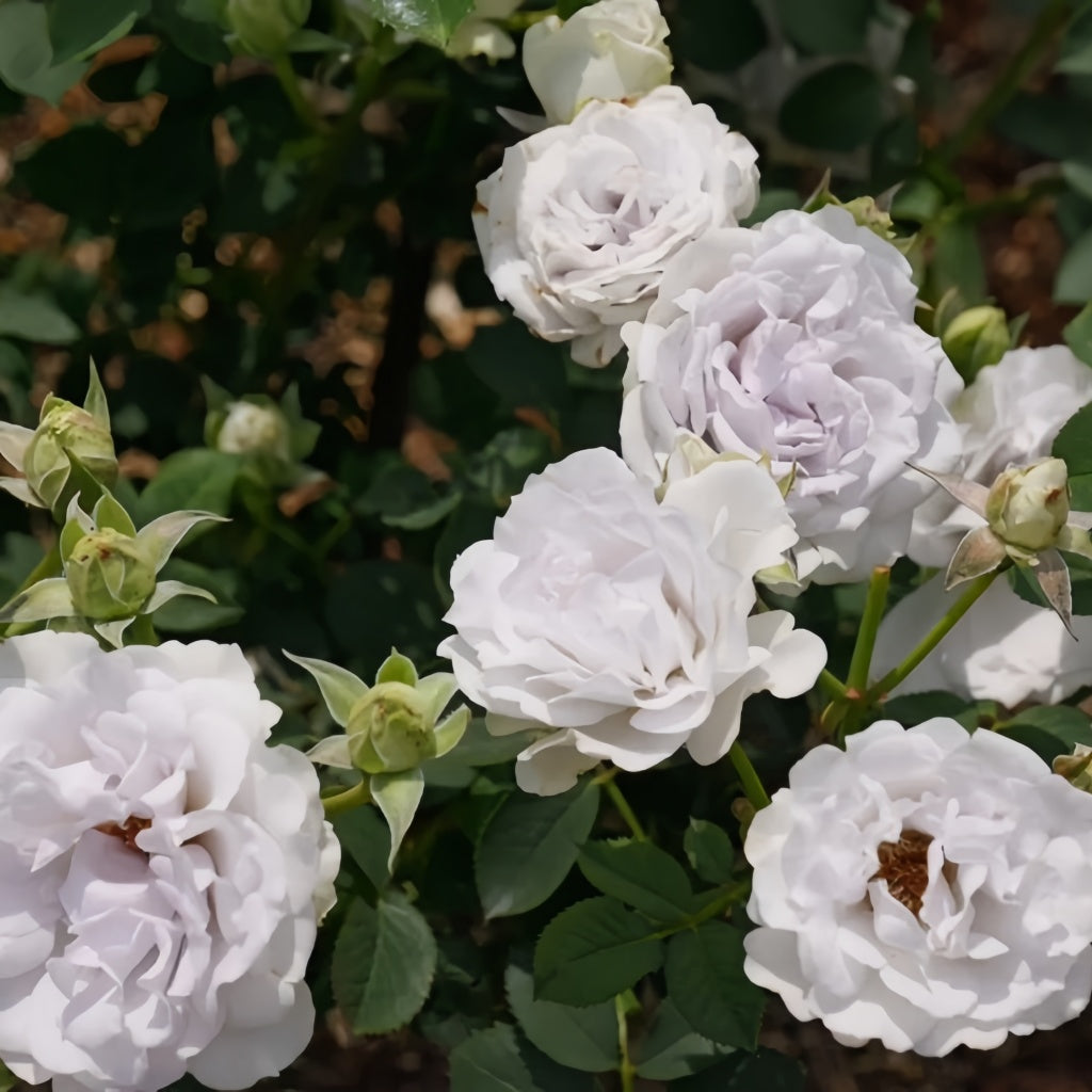 Porte Bleue Rose