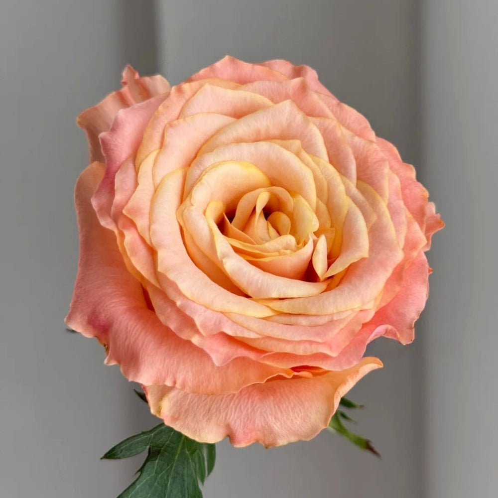 Poxiao Rose