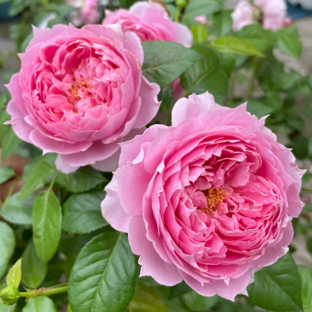 Prima Vista Rose