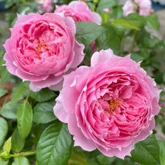 Prima Vista Rose