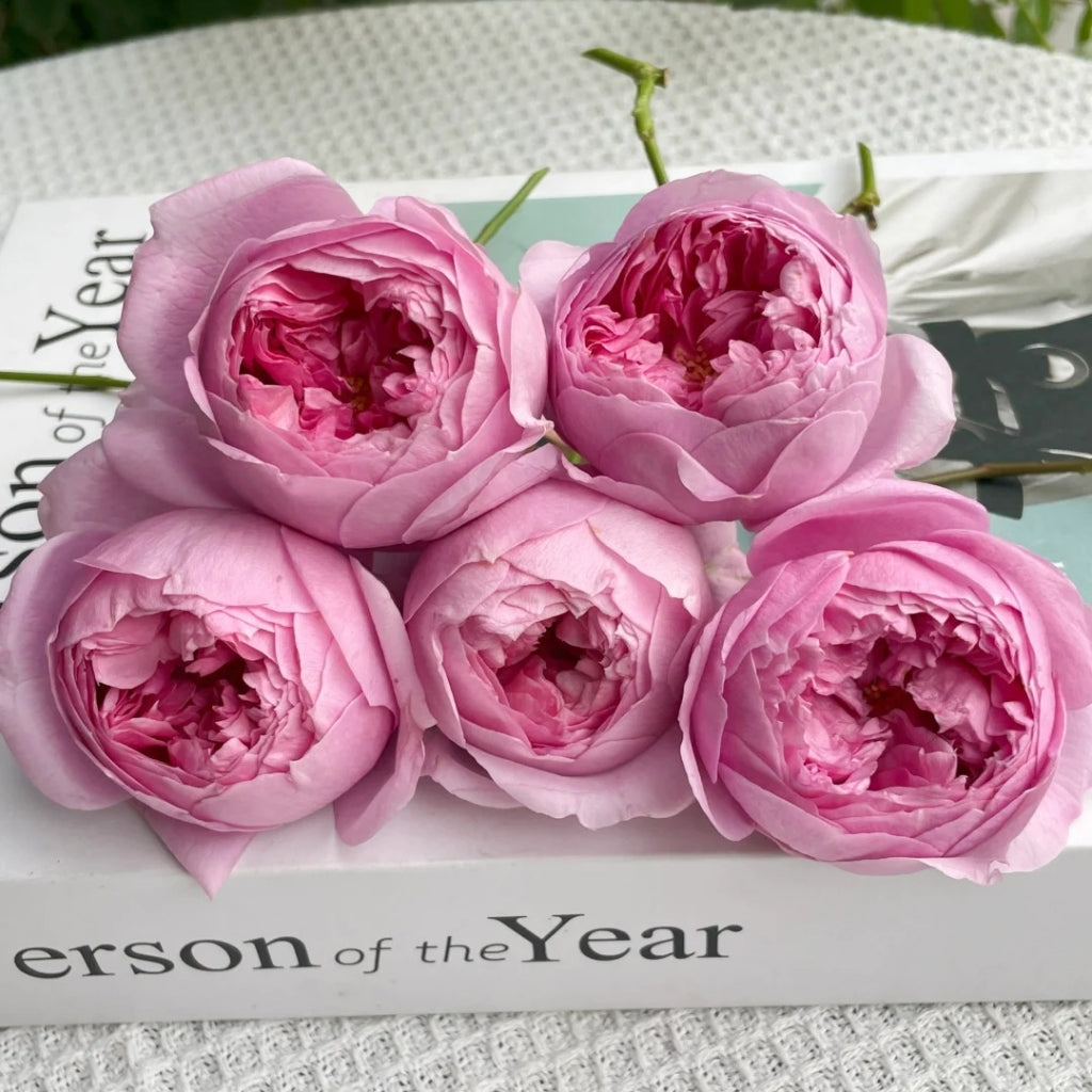 Prima Vista Rose