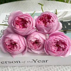 Prima Vista Rose