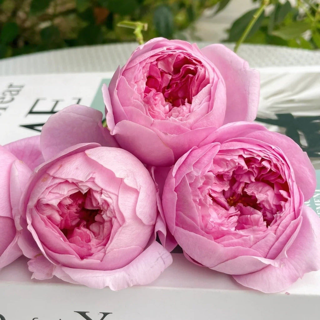 Prima Vista Rose