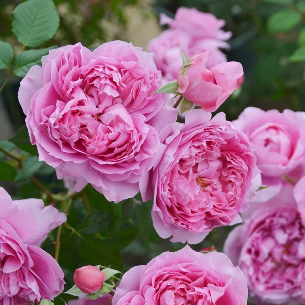 Prima Vista Rose