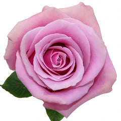 Prime Time Rose