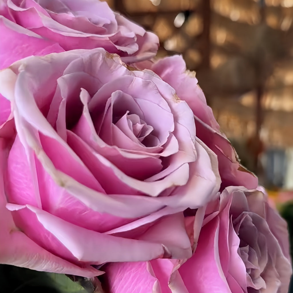 Prime Time Rose