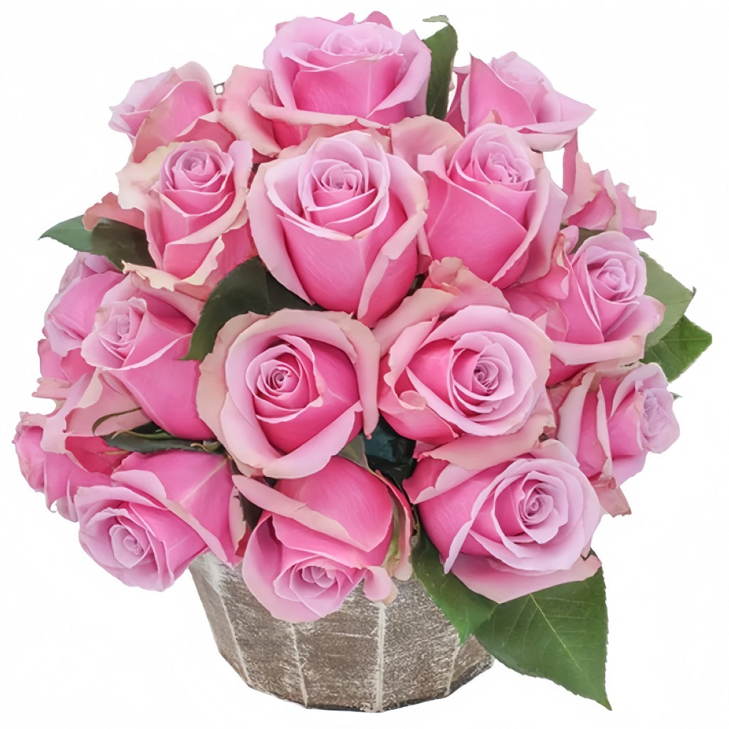Prime Time Rose